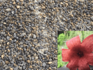 5 Liter Stapelia Substrat