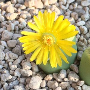 lithops mit gelber blüte