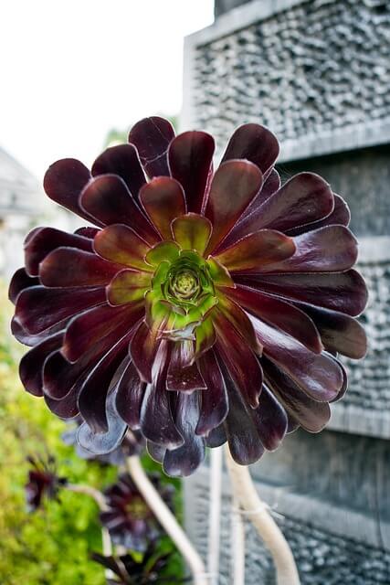 aeonium arboreum