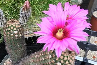 Echinocereus