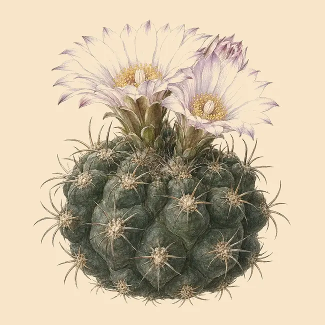 Acanthocalycium Illustration