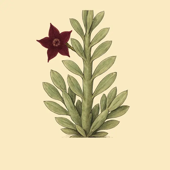 Australluma Illustration