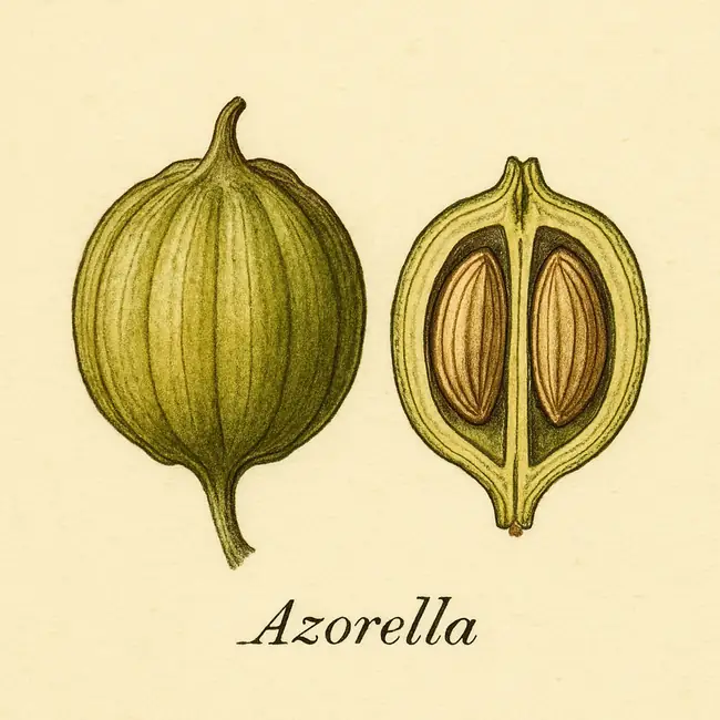Azorella – Botanische Illustration von Frucht und Samen