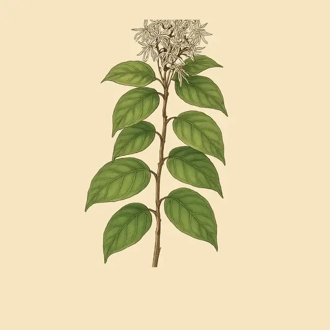 Baissea Illustration