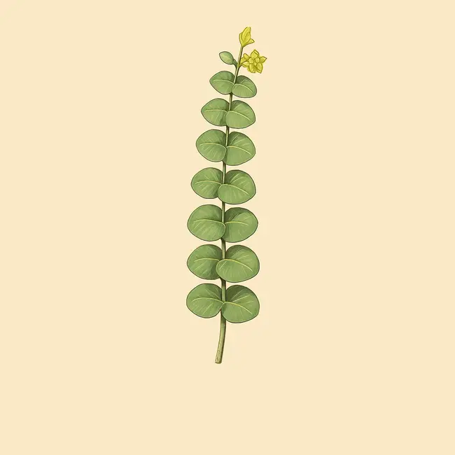 Barjonia Illustration