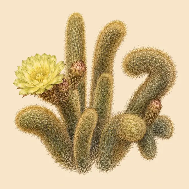 Bergerocactus Illustration