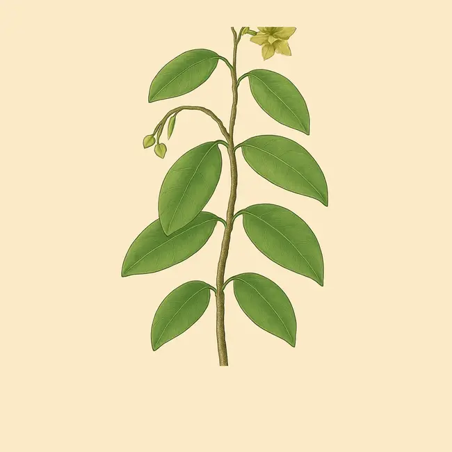 Blepharodon Illustration