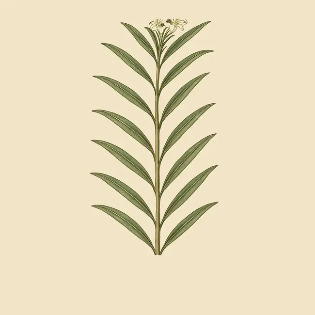 Bousigonia Illustration