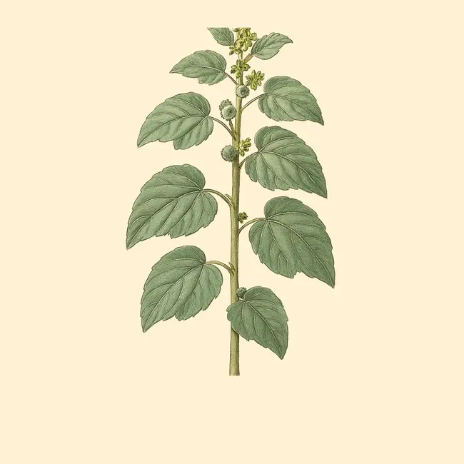 Chrozophora Illustration