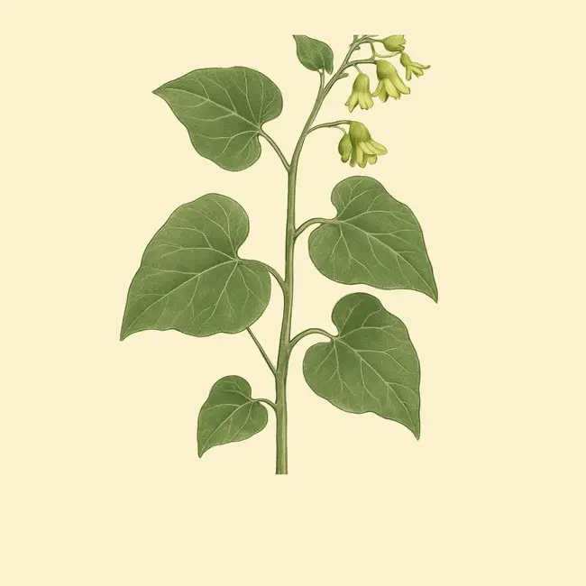 Chthamalia Illustration