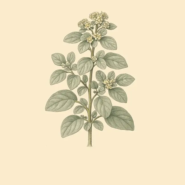 Croton Illustration