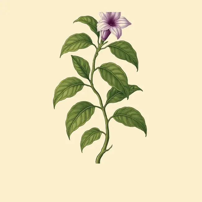 Cryptostegia Illustration