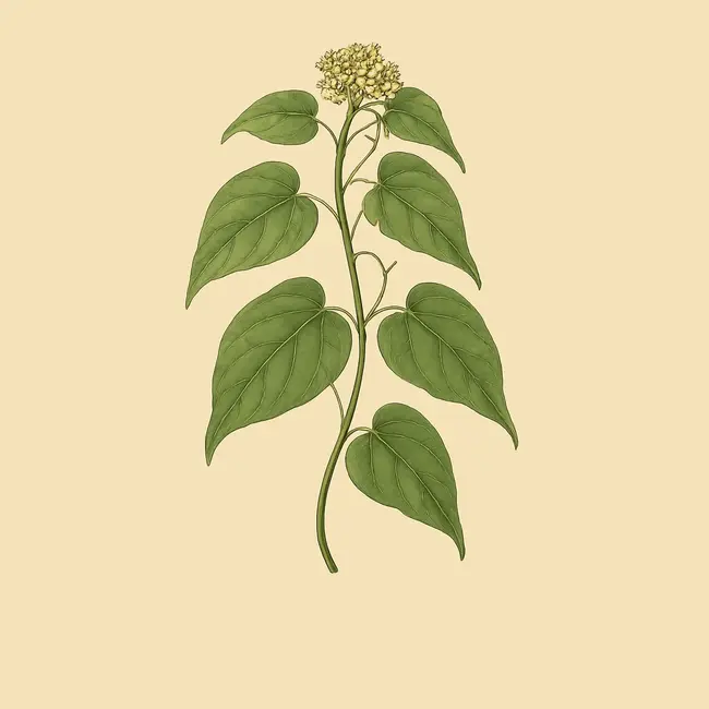 Cynanchum Illustration