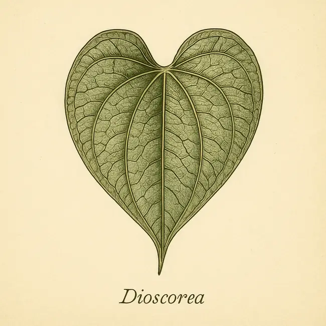 Dioscorea – Botanische Detailillustration