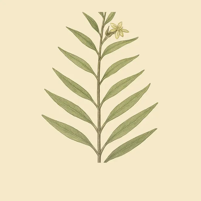 Emicocarpus Illustration