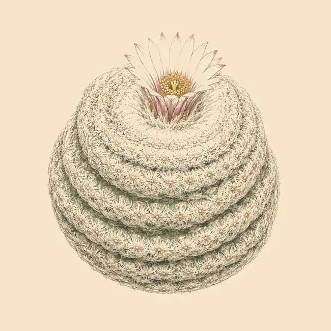 Epithelantha