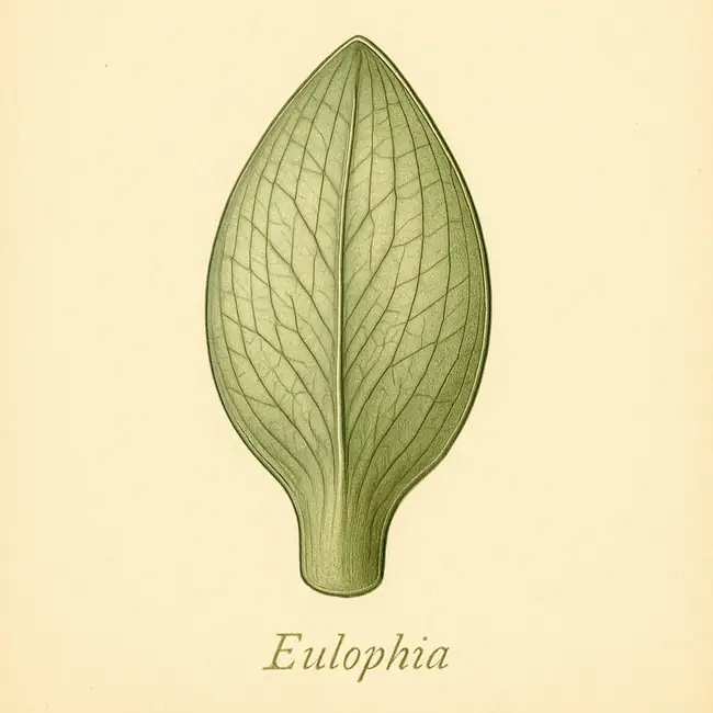 Eulophia – Botanische Detailillustration