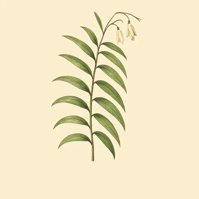 Geitonoplesium Illustration