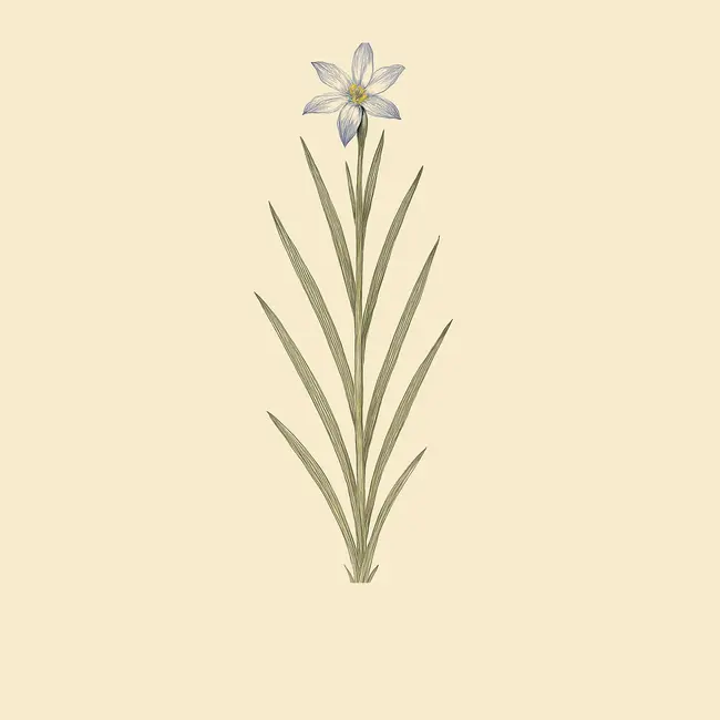 Herpolirion Illustration