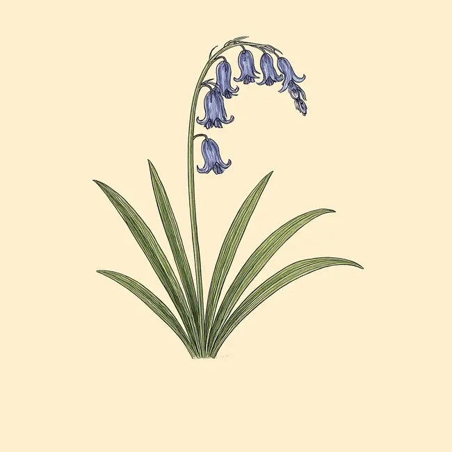 Hyacinthoides Illustration