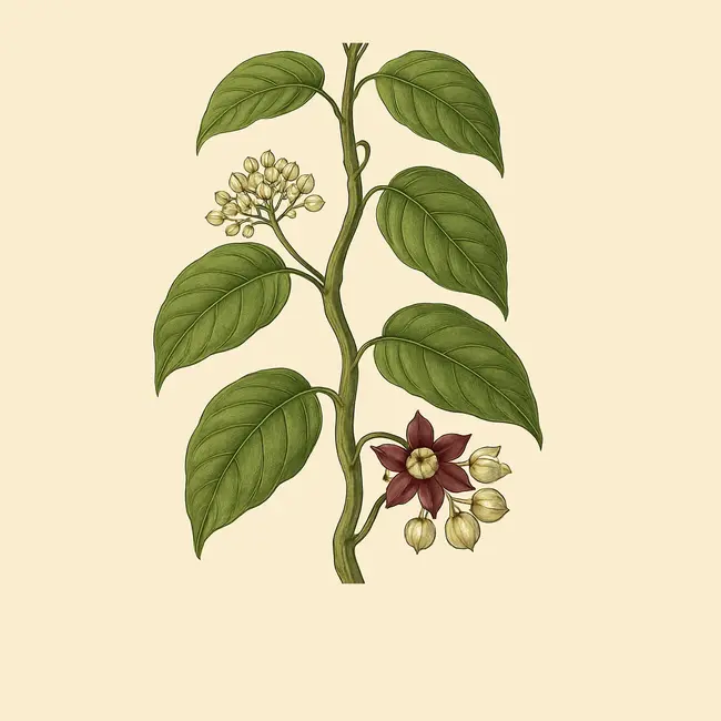 Mondia Illustration