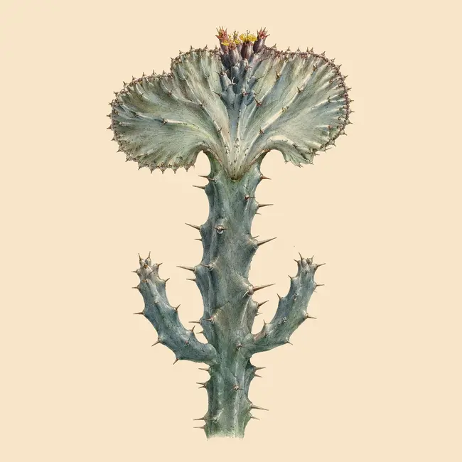 Monvillea – Botanische Illustration des Habitus