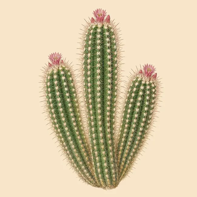 Pacherocactus Illustration