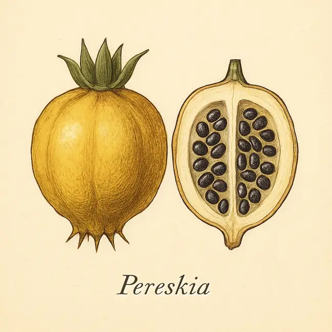 Pereskia – Botanische Illustration von Frucht und Samen