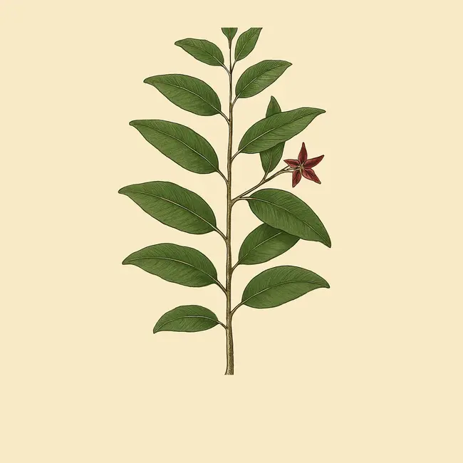 Periploca – Botanische Illustration des Habitus