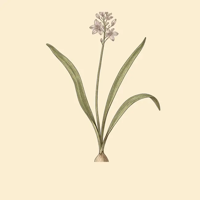 Prospero – Botanische Illustration des Habitus