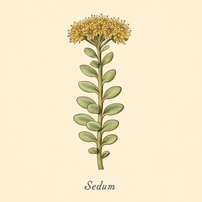 Sedum – Botanische Illustration des Habitus