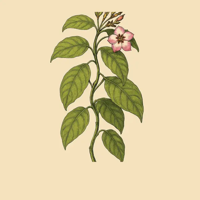 Temnadenia Illustration