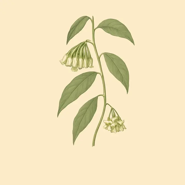 Thoreauea Illustration