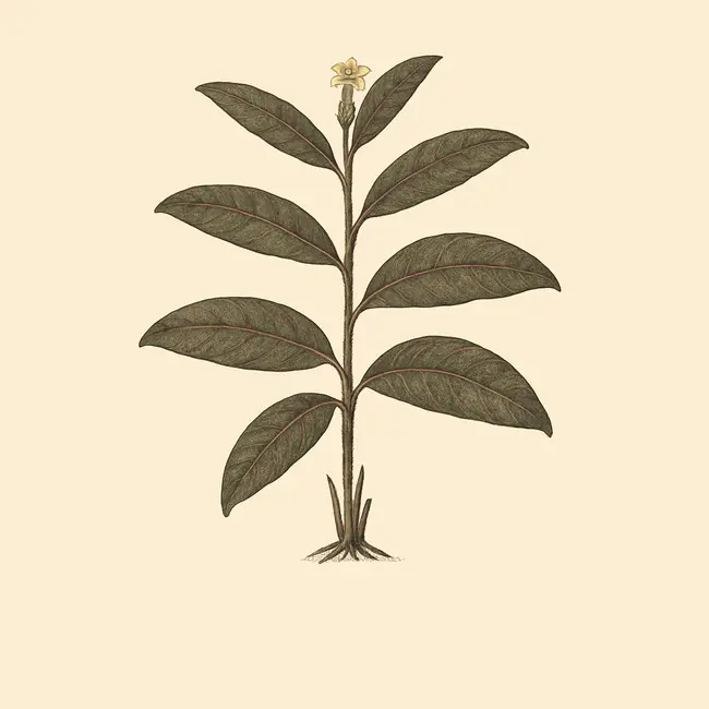 Trichosandra Illustration