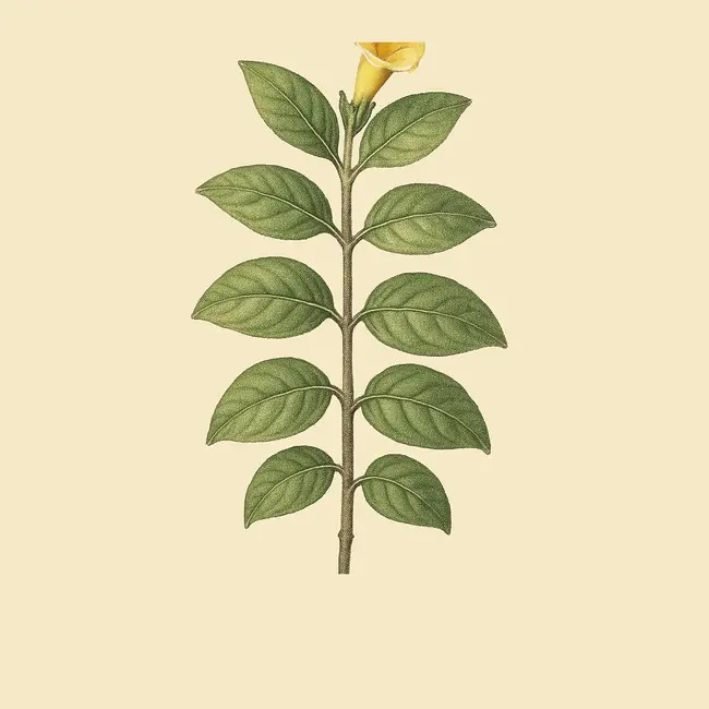 Tylodontia – Botanische Illustration des Habitus