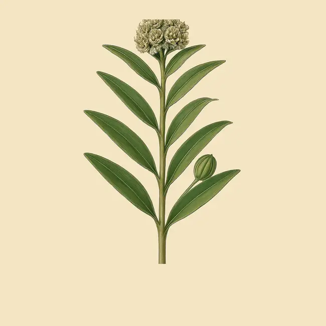 Xysmalobium – Botanische Illustration des Habitus