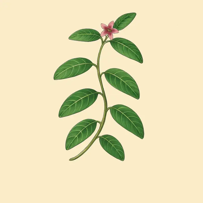 Zygostelma Illustration